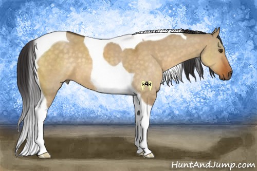 Horse Color:Buckskin Dun Tobiano 