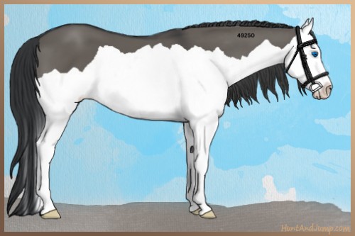 Horse Color:Grullo Splash 