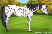 Horse Color:Brown Appaloosa 
