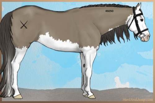 Horse Color:Smoky Grullo Sabino Splash