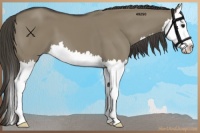 Horse Color:Smoky Grullo Sabino Splash 