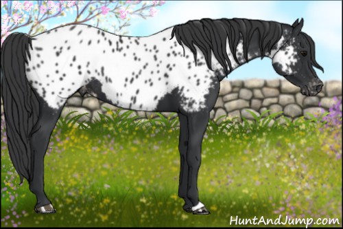 Horse Color:Black Appaloosa Rabicano 