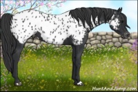 Horse Color:Black Appaloosa Rabicano 