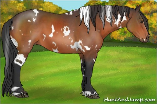 Horse Color:White Spotted Brown 