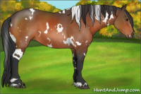 Horse Color:White Spotted Brown 