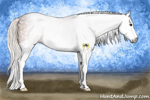 Horse Color:Gray Silver Bay Splash Rabicano 