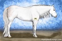 Horse Color:Gray Silver Bay Splash Rabicano 