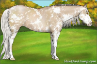Horse Color:Silver Grullo Pearl Sabino 