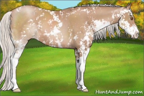 Horse Color:Silver Black Pearl Sabino 