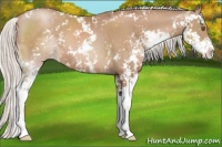 Horse Color:Silver Black Pearl Sabino 