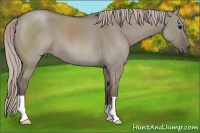 Horse Color:Silver Grullo Roan 