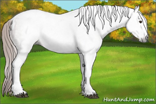 Horse Color:Gray Chestnut Ice Sabino Tobiano Appaloosa 