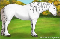 Horse Color:Gray Chestnut Ice Sabino Tobiano Appaloosa 