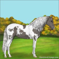 Horse Color:White Spotted Silver Black Tobiano 