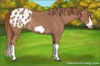 Horse Color:Red Roan Splash Frame Appaloosa 