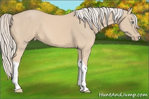 Horse Color:Cremello 