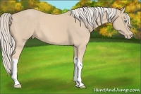 Horse Color:Cremello 