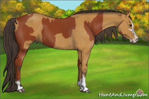 Horse Color:Brown Sabino Tobiano Rabicano and Buckskin Sabino Rabicano