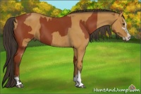 Horse Color:Brown Sabino Tobiano Rabicano and Buckskin Sabino Rabicano