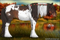 Horse Color:Liver Chestnut Tobiano Appaloosa 