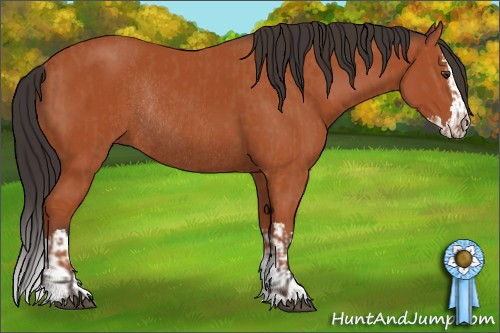 Horse Color:Bay Sabino Rabicano and Bay Sabino Splash Rabicano