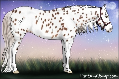Horse Color:White Spotted Liver Chestnut Sabino Splash Leopard