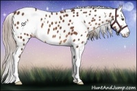 Horse Color:White Spotted Liver Chestnut Sabino Splash Leopard