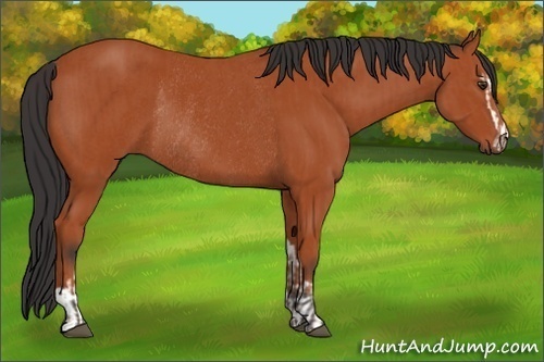 Horse Color:Bay Sabino Rabicano  and Bay Sabino Rabicano 