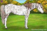 Horse Color:Liver Red Dun Sabino Rabicano  and Liver Red Dun Sabino Rabicano 