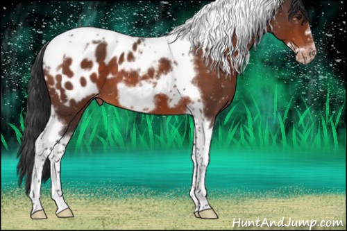 Horse Color:Bay Roan Tobiano Frame Appaloosa 