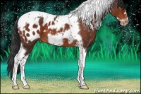 Horse Color:Bay Roan Tobiano Frame Appaloosa 