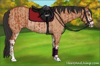 Horse Color:Bay Sabino Rabicano and Bay Dun Sabino Rabicano