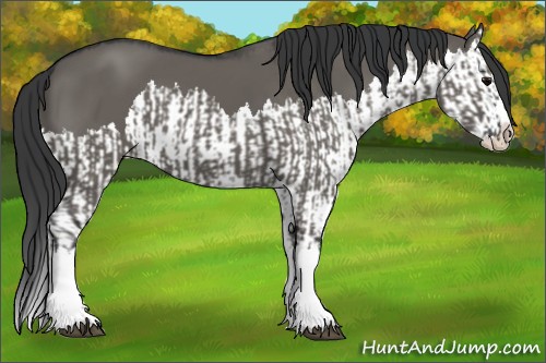 Horse Color:Grullo Sabino Splash and Grullo Sabino Splash