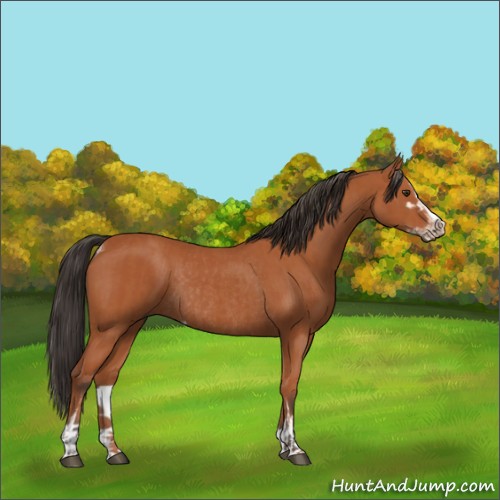 Horse Color:Bay Sabino Rabicano  and Bay Sabino Rabicano 