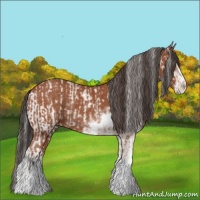 Horse Color:Bay Sabino Rabicano and Bay Sabino Rabicano