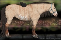 Horse Color:Bay Dun Sabino Rabicano  and Bay Dun Sabino Frame Rabicano 