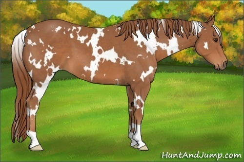 Horse Color:White Spotted Chestnut 
