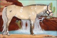 Horse Color:White Spotted Silver Amber Cream Champagne Dun 