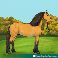 Horse Color:Buckskin 