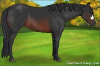 Horse Color:Brown 
