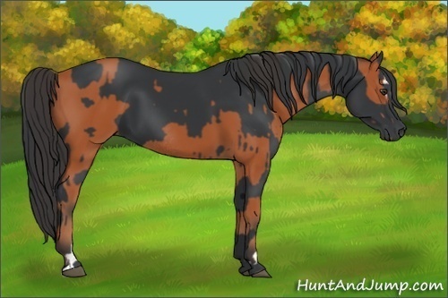 Horse Color:Bay Sabino Rabicano and Black Sabino Rabicano