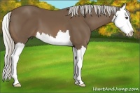 Horse Color:Silver Buckskin Splash 