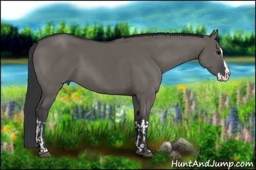 Horse Color:Grullo Sabino Splash  and Grullo Sabino Splash 