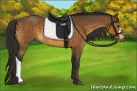 Horse Color:Buckskin 
