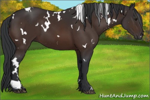 Horse Color:White Spotted Brown 