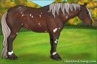 Horse Color:White Spotted Silver Brown