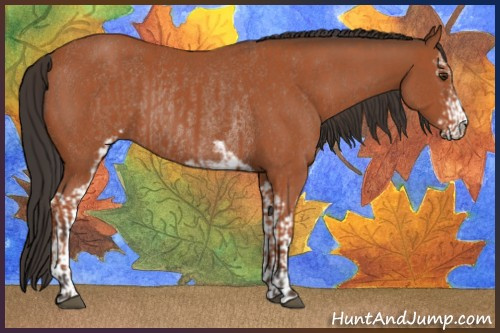 Horse Color:Bay Sabino Rabicano  and Bay Sabino Rabicano 