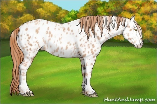 Horse Color:Gold Champagne Appaloosa  and Gold Champagne Appaloosa 