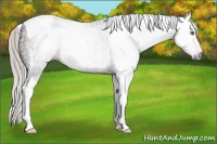 Horse Color:Gray Silver Brown Tobiano Rabicano 