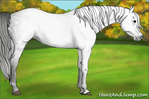 Horse Color:Gray White Spotted Smoky Black 